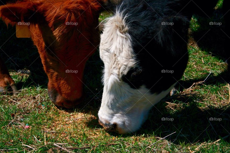 Cows grazing on grassy field