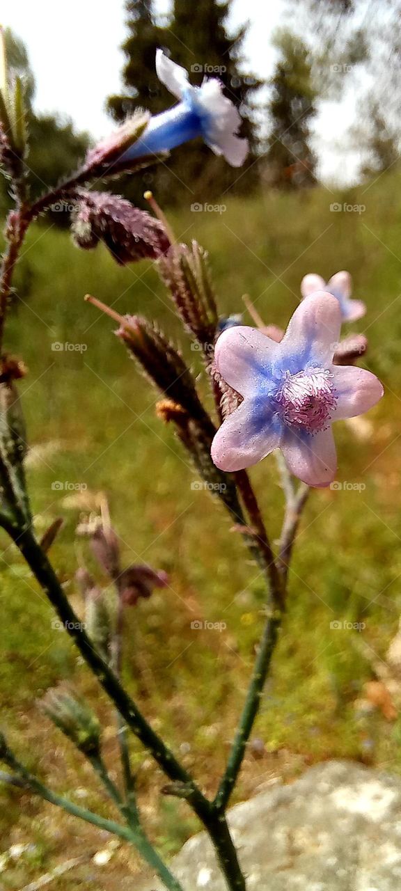 Spring flowers