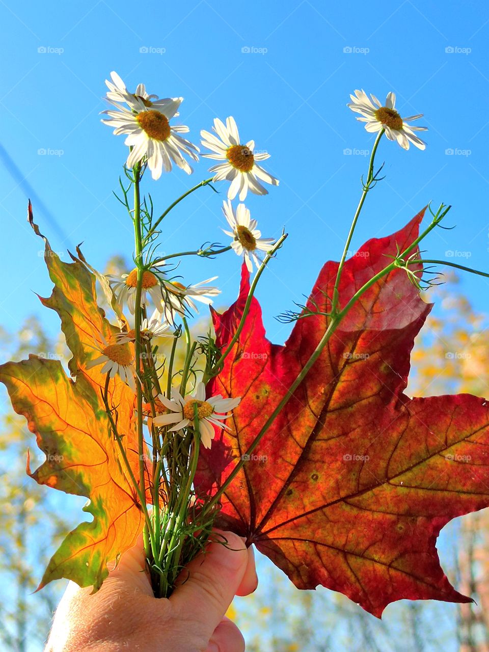 Joy to life.  The sun.  Bouquet of daisies, yellow maple leaf and red maple leaf.  Summer and autumn in one day