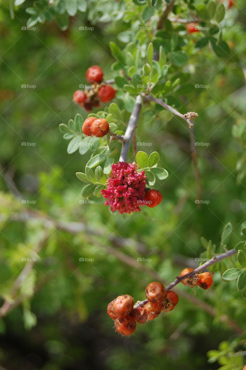 Red Berries in Summer