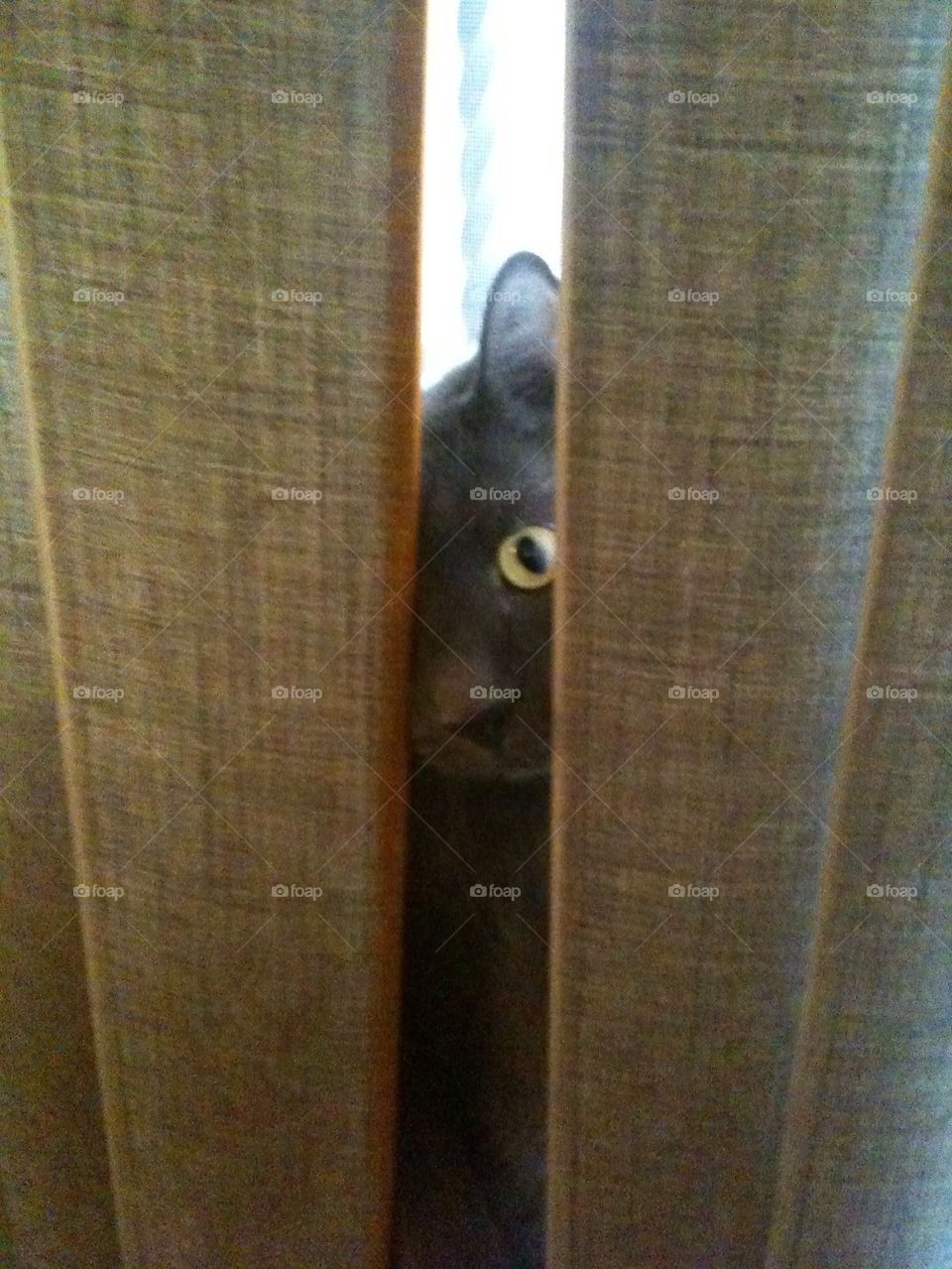cat kitty ninja peeking by natg805
