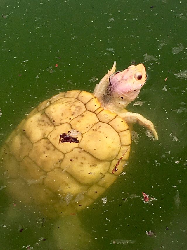Yellow Turtle