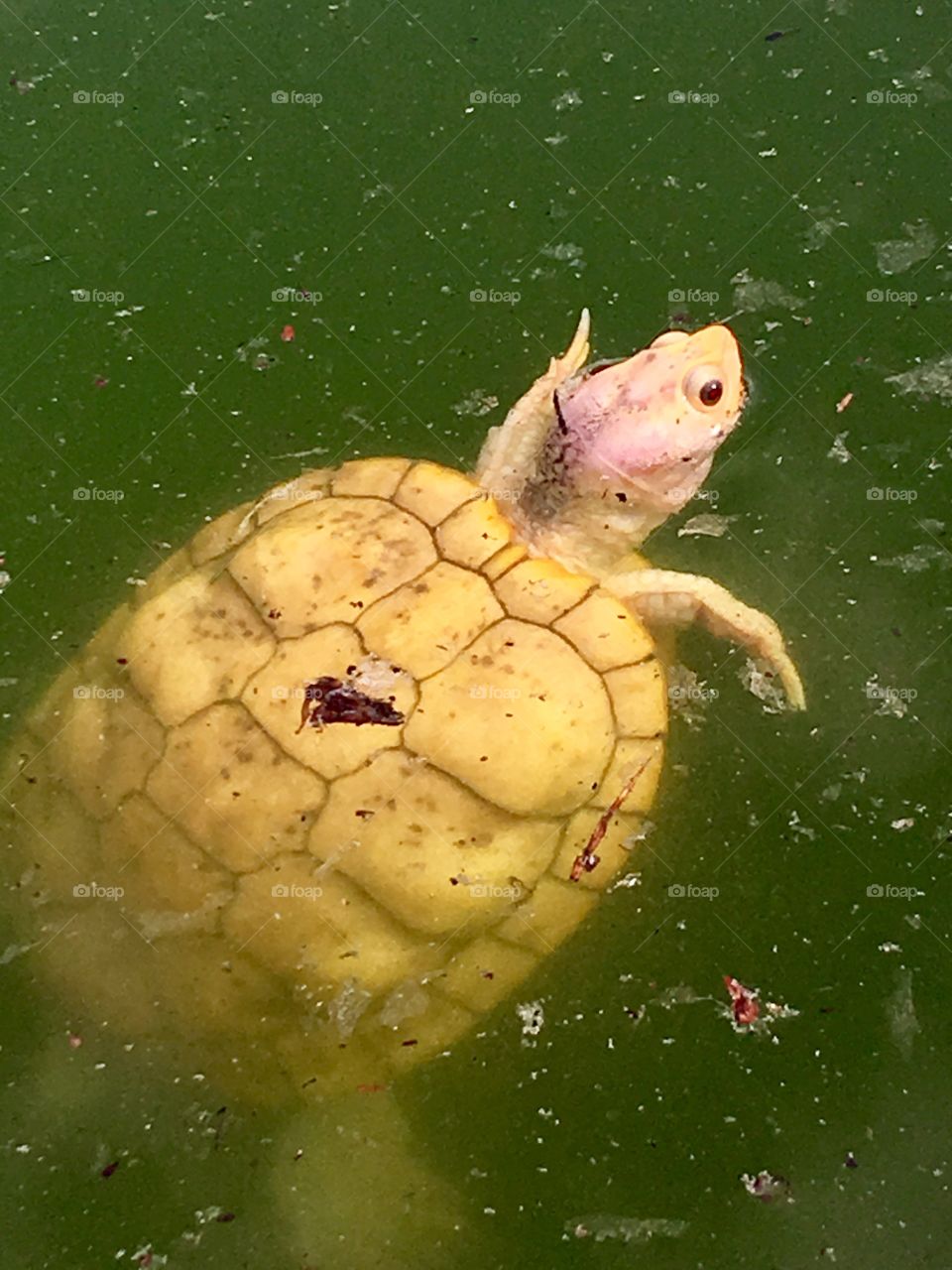 Yellow Turtle