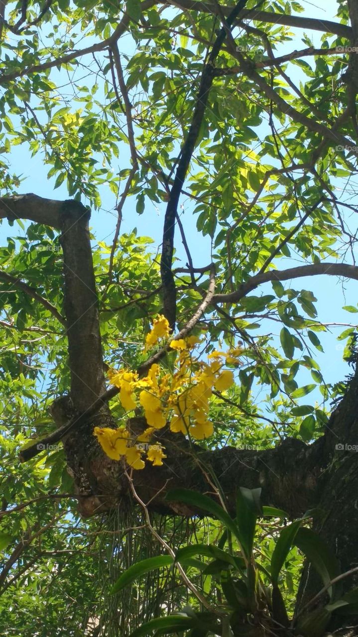Yellow Orchid