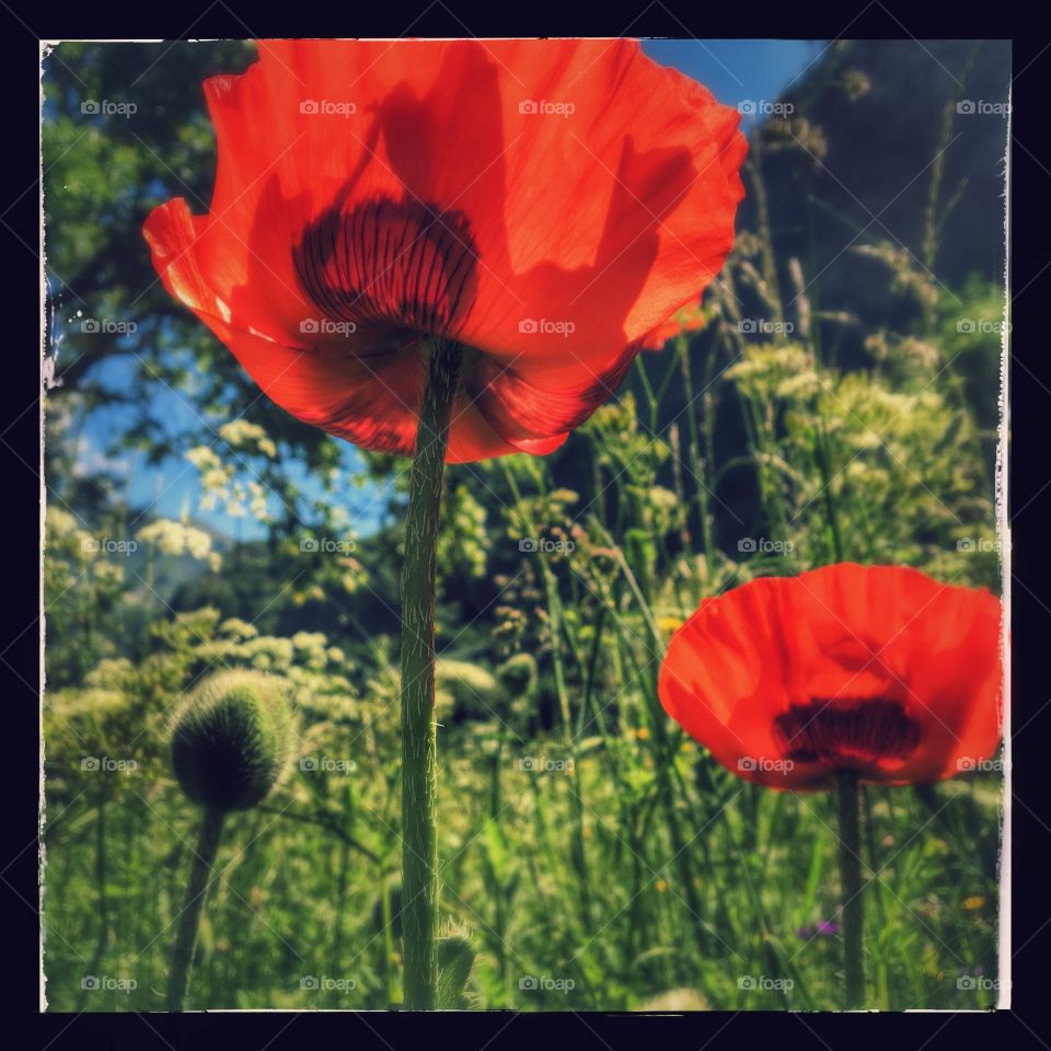 Coquelicot 