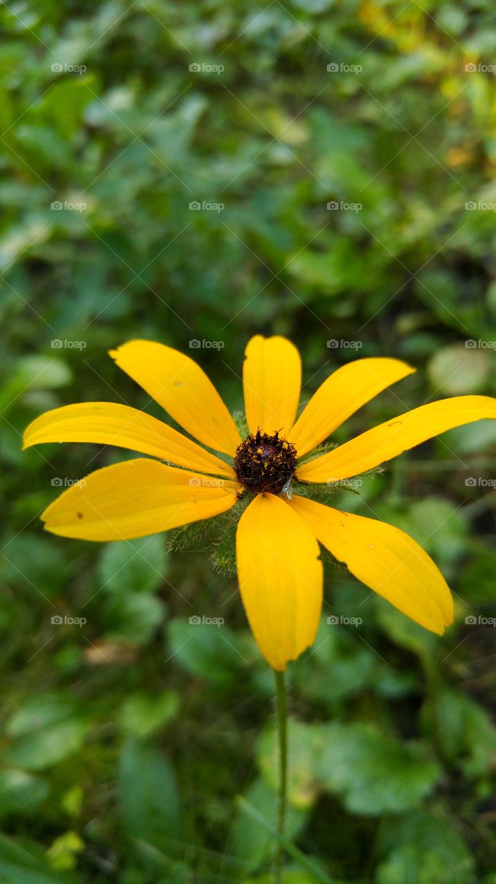 Yellow flower in the woods