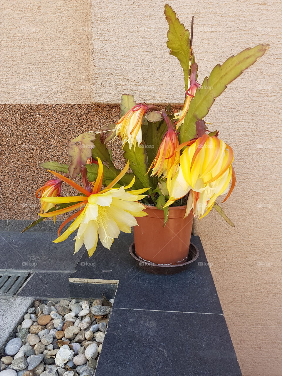 Cactus flower