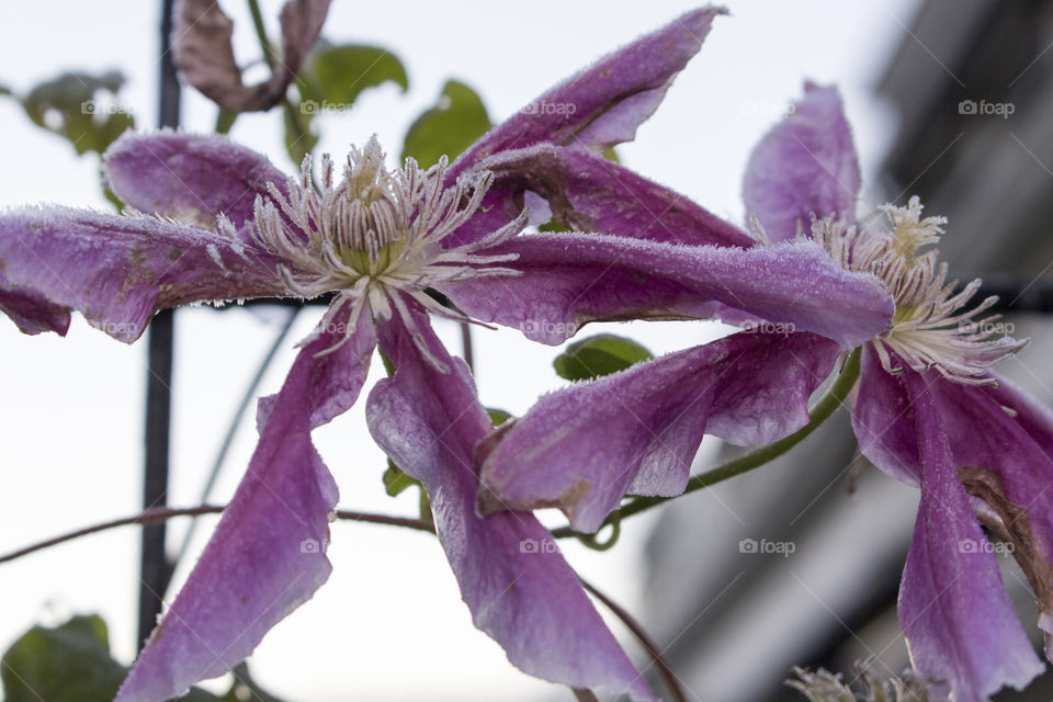 Close-up of blooming frosty flower