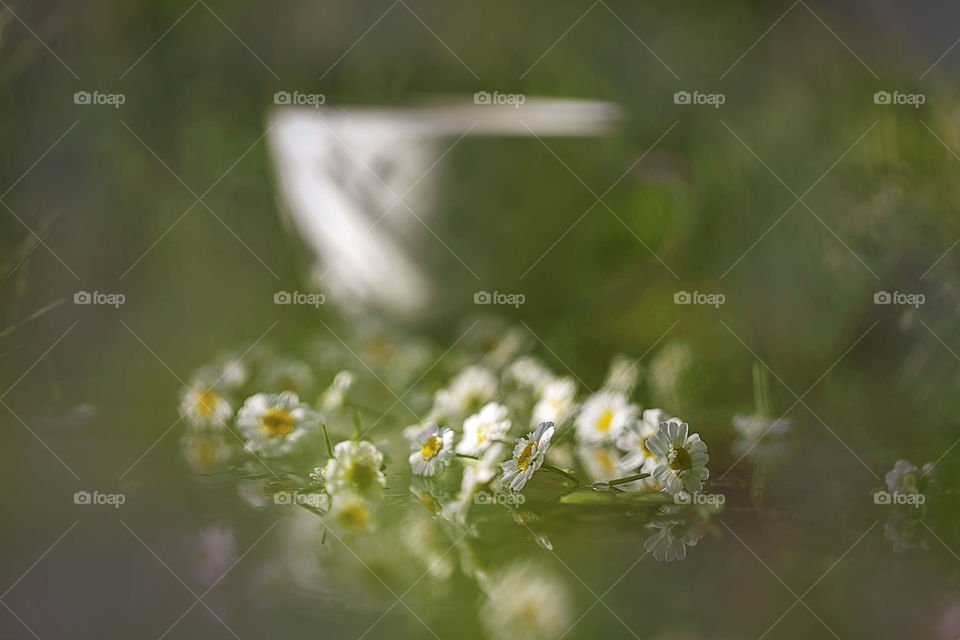 morning tea in summer