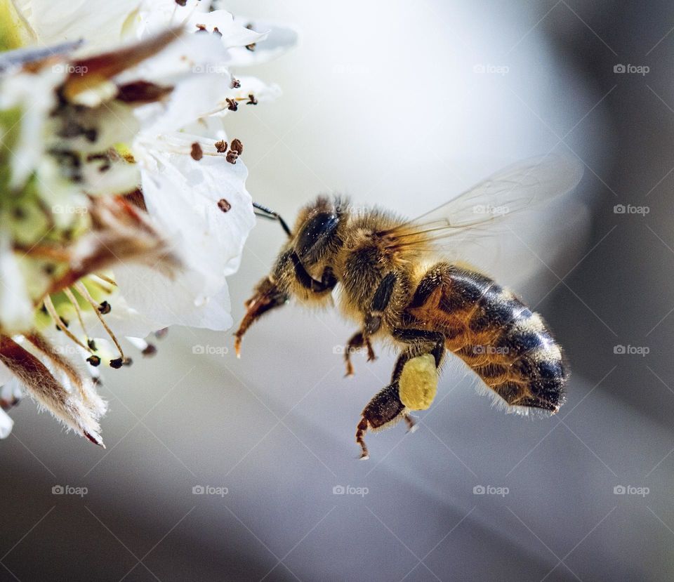 A macro photo of a European Honey bee collecting pollen from a flower 