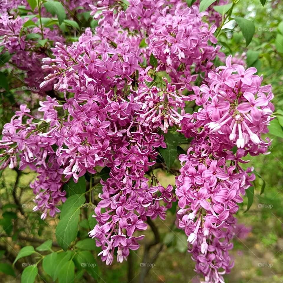 Lilac in bloom