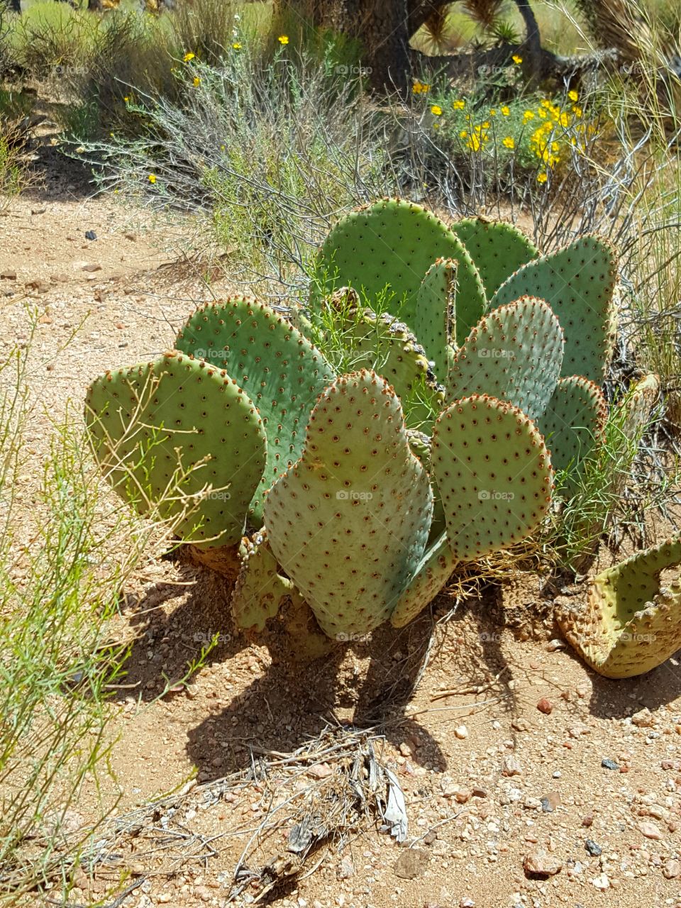 Close-up of cactus