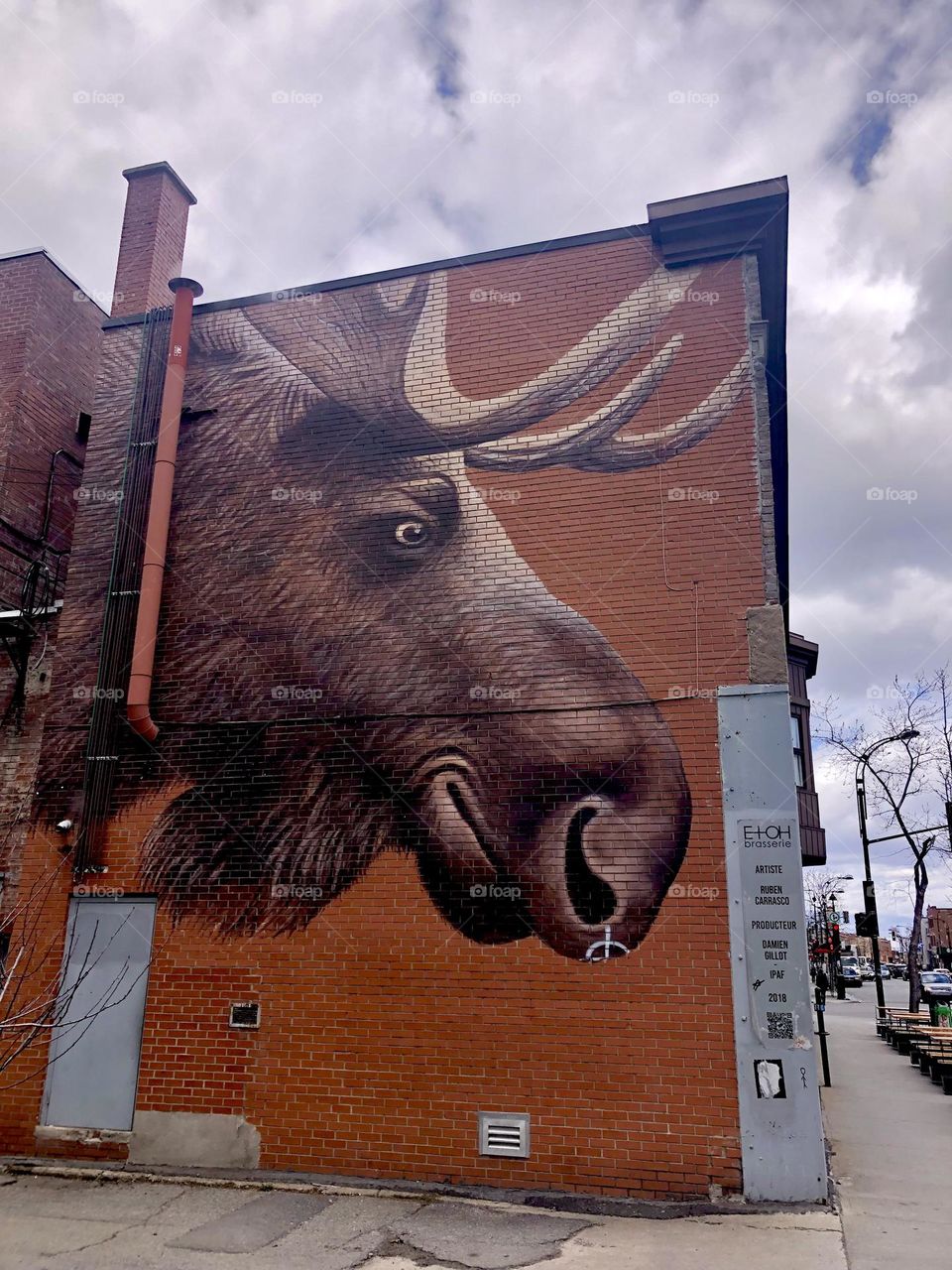 A mural of a moose on Jarry Est near the corner of boulevard Saint-Denis in Montreal.