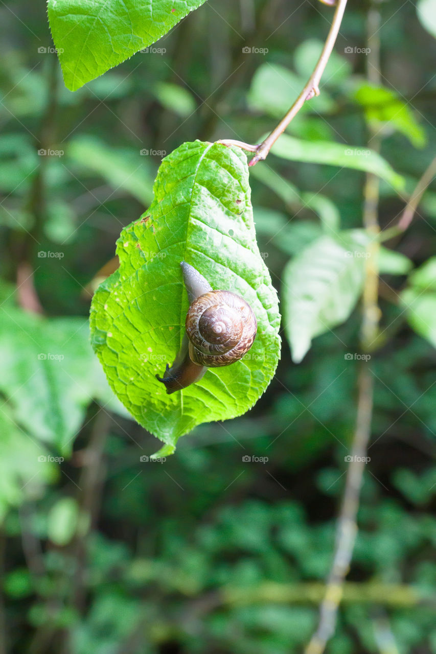 Snail