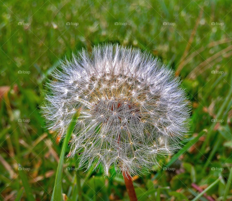 The Dandelion 