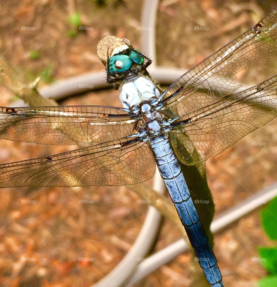 Turquoise Dragonfly . In my garden