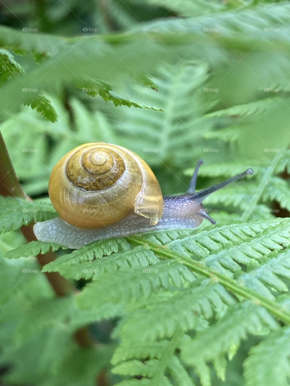 Snail