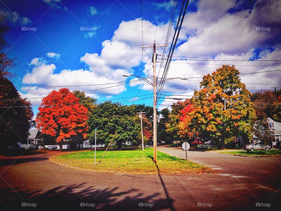 Autumn Walkabout . Walking the dogs around the neighbourhood 
