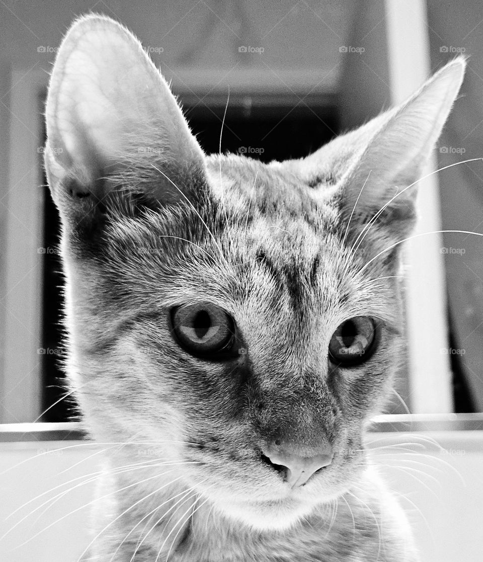 A cat looking sassy in black and white.  This cat's name is Tango and he is a 6 mo ginger or orange cat. A pet, a rescue kitten we are happy to Call a member of our family.