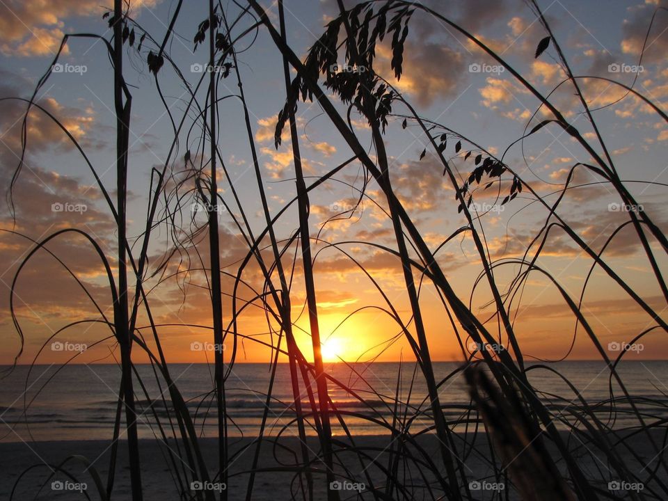 Sunset and wild sea oats 