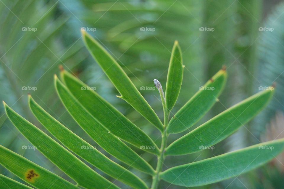 Close-up of a plant leaf in nature 