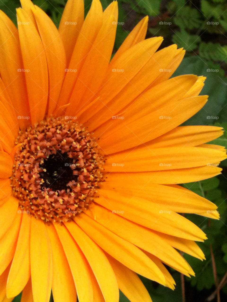 yellow plants nature flower by mksmith