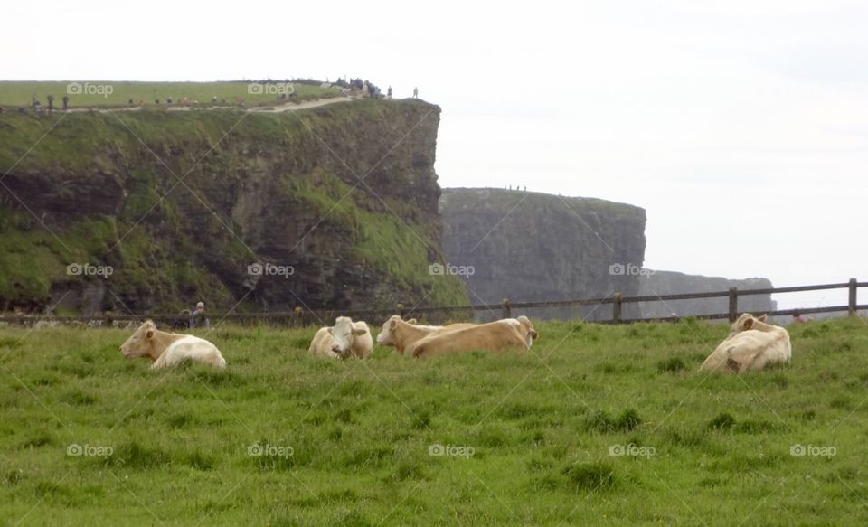 Cattle at Cliffs of Moher