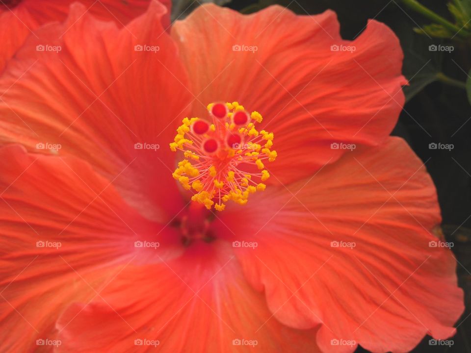 hibiscus  flower