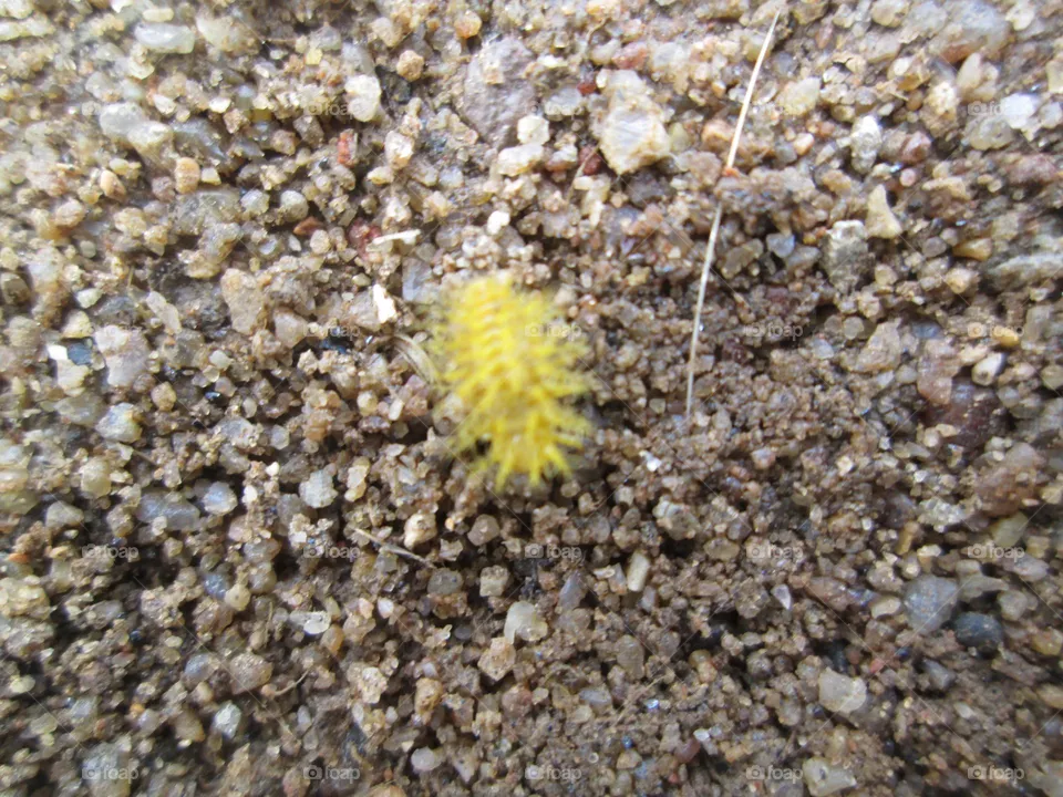 Insect