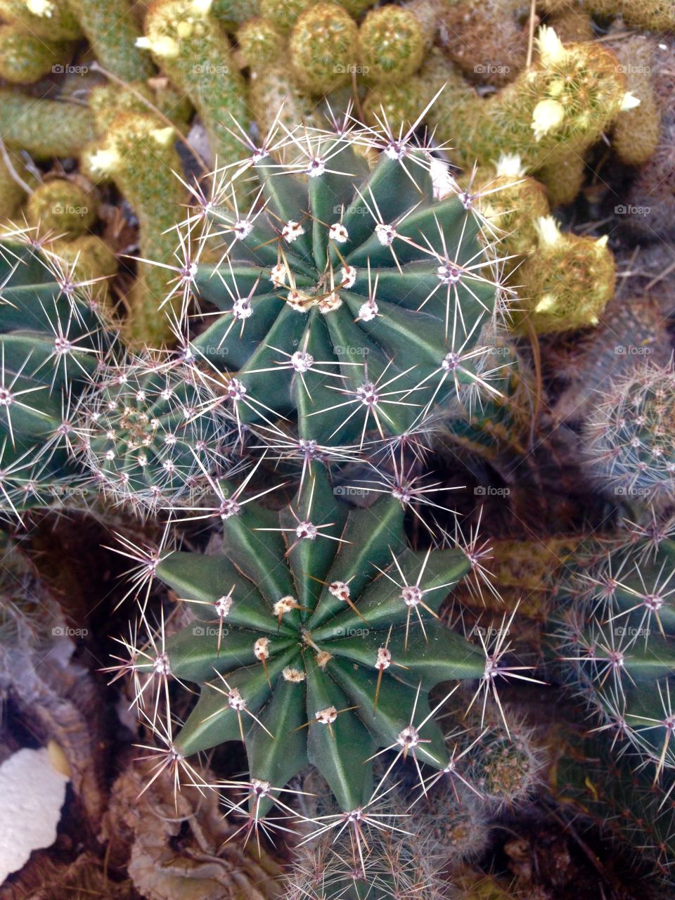 cactus