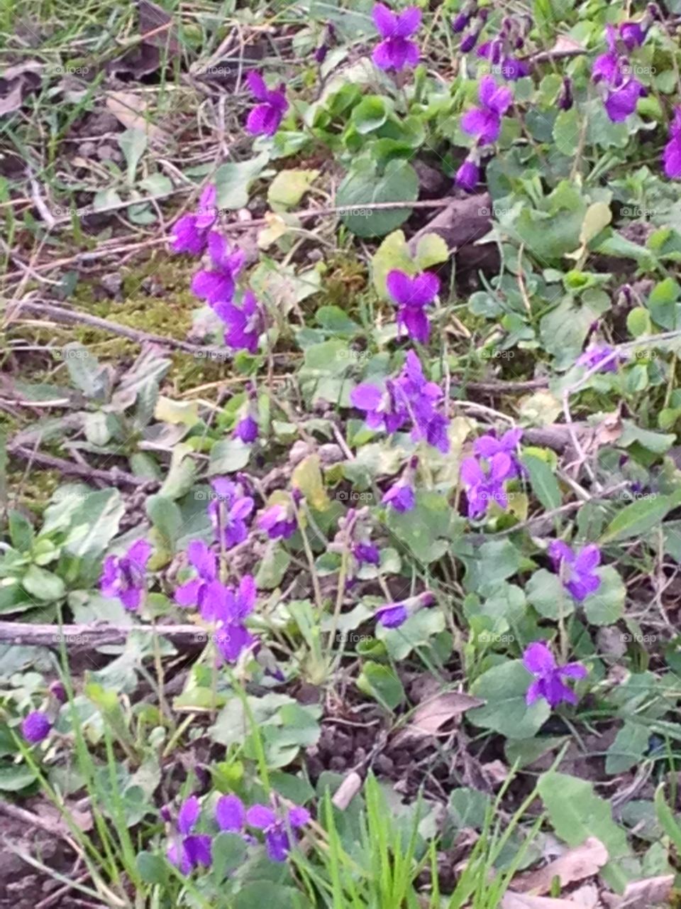 Blooming flowers in field