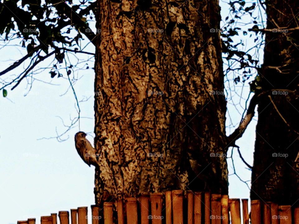 Bird in Tree