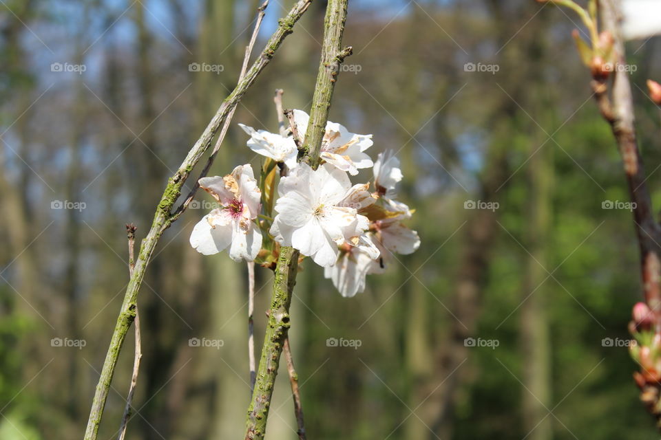 Young cherry blossom, grown from human ashes.