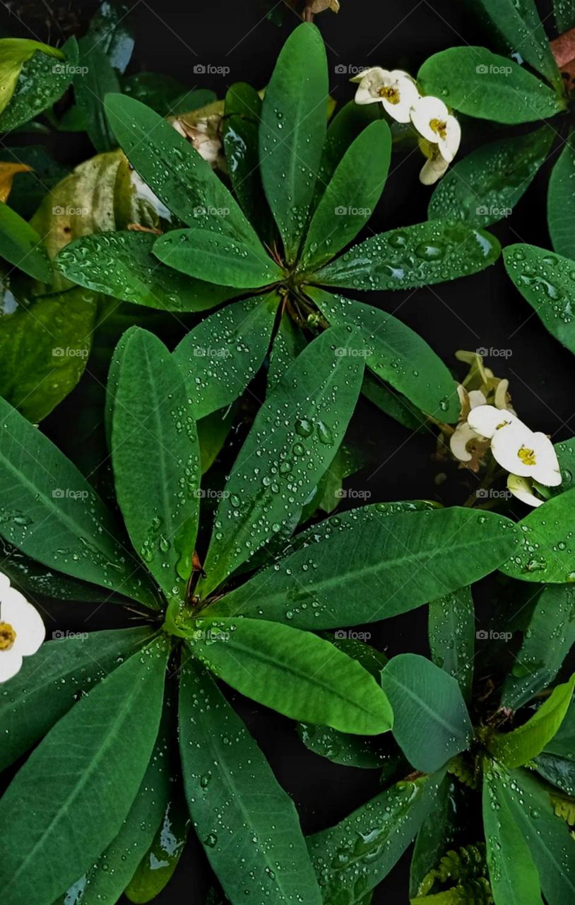 Big leaf nice dark green leaf plant colour also nice water drop on leaf natural plant image