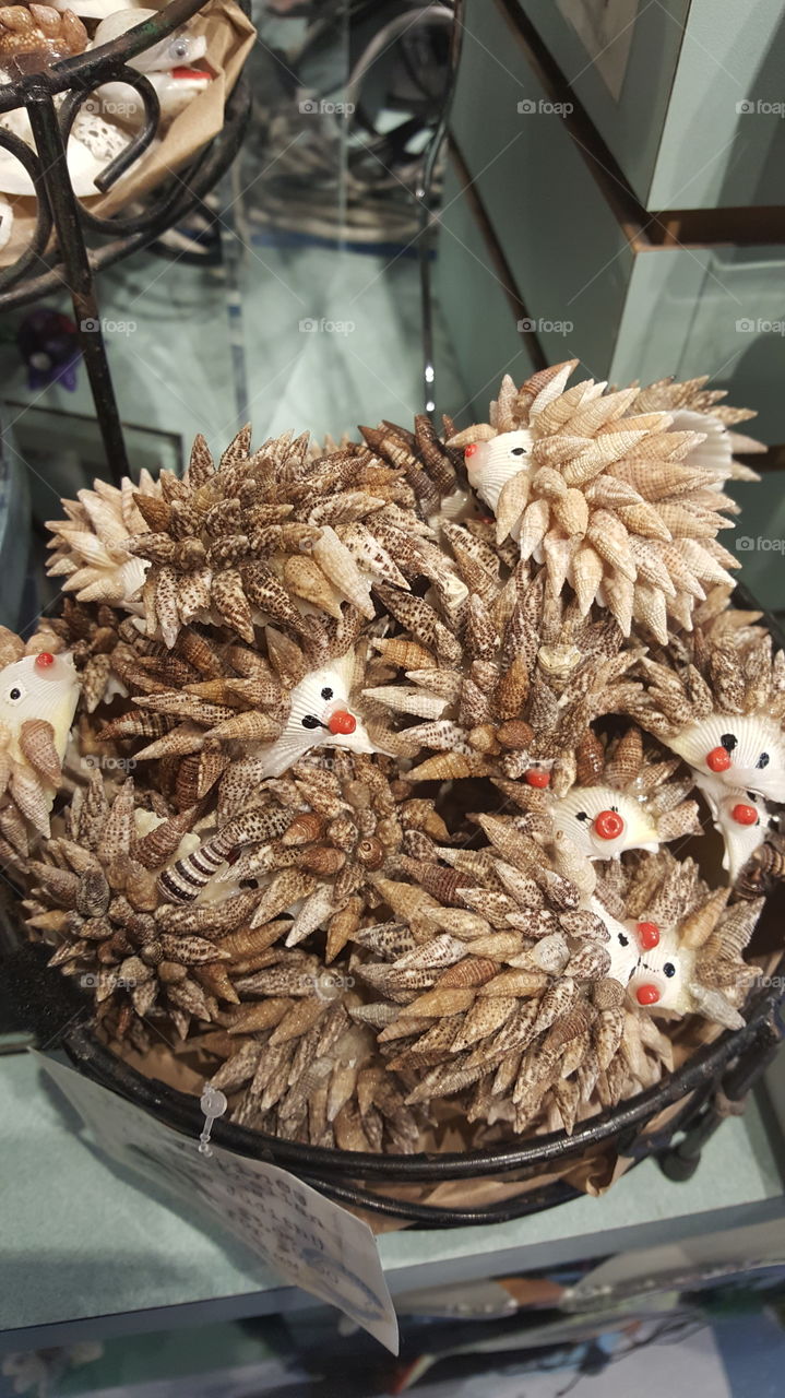 Seashell Hedgehogs