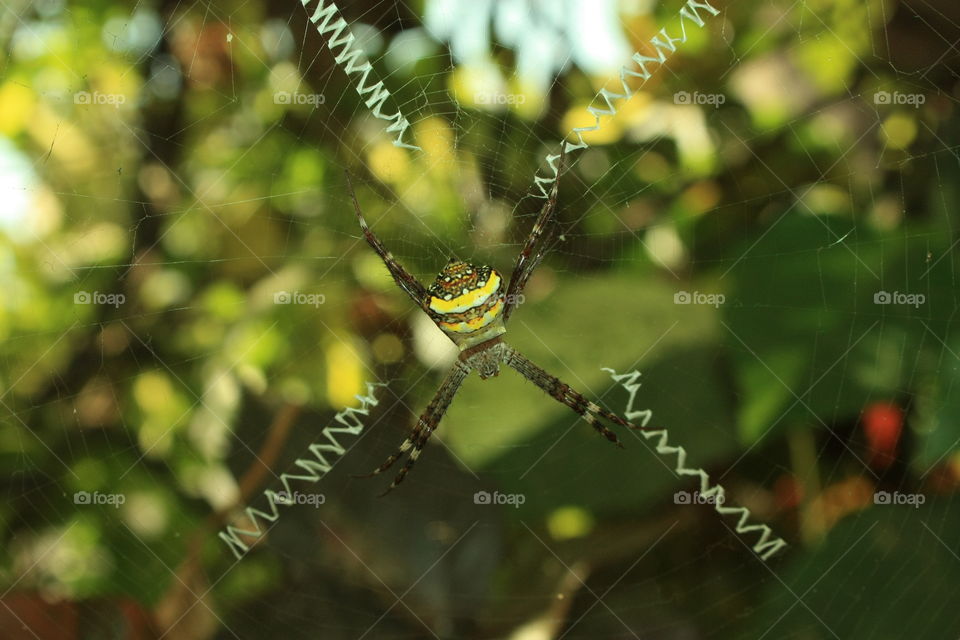 spiderweb waiting for prey
