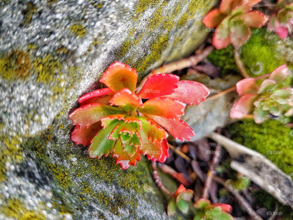 Little but beautiful.