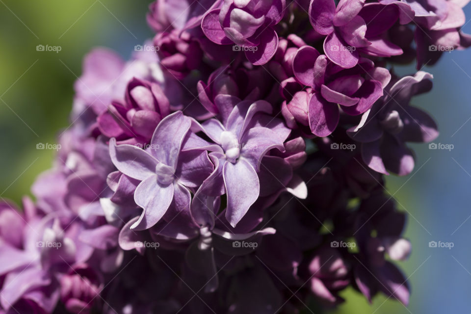 close up of lilac flowers