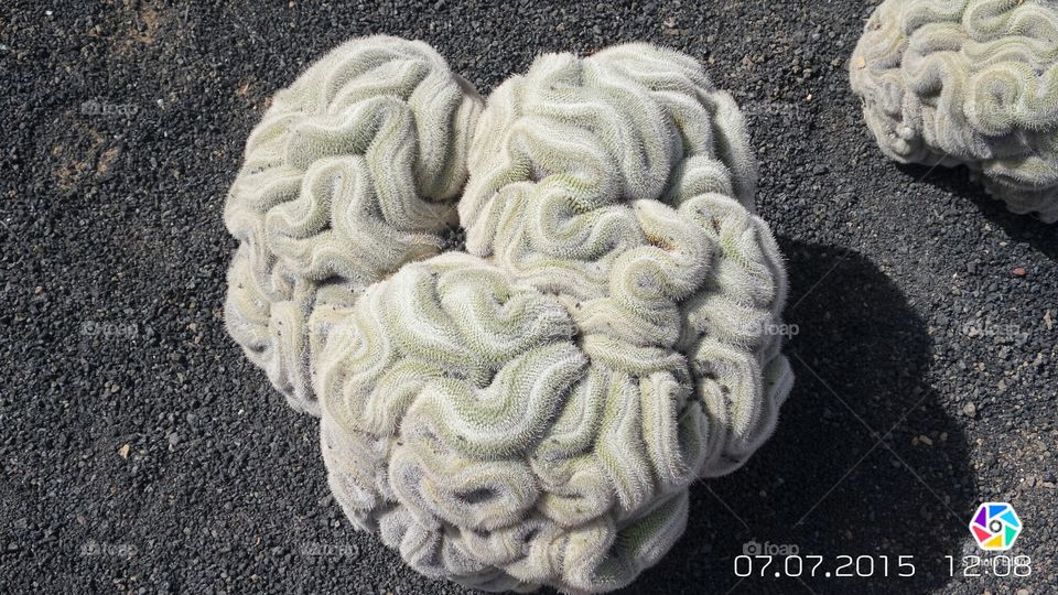 brain cactus
