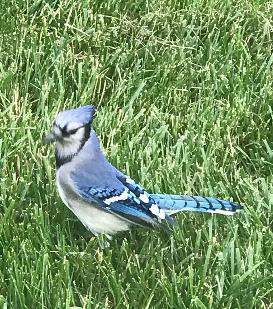 bluejay passing by