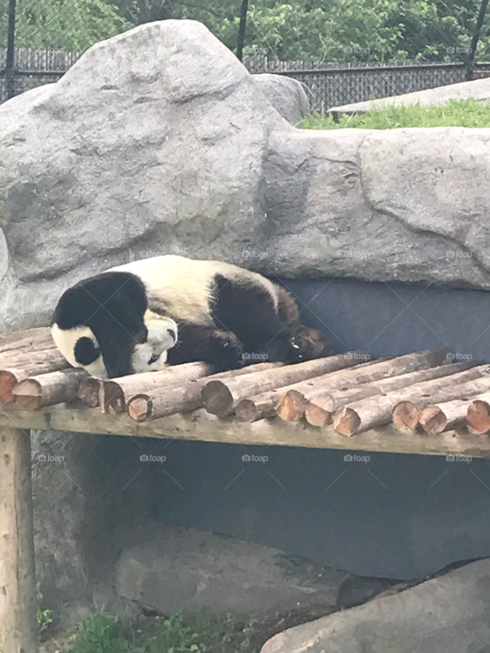 Resting panda at the Toronto Zoo