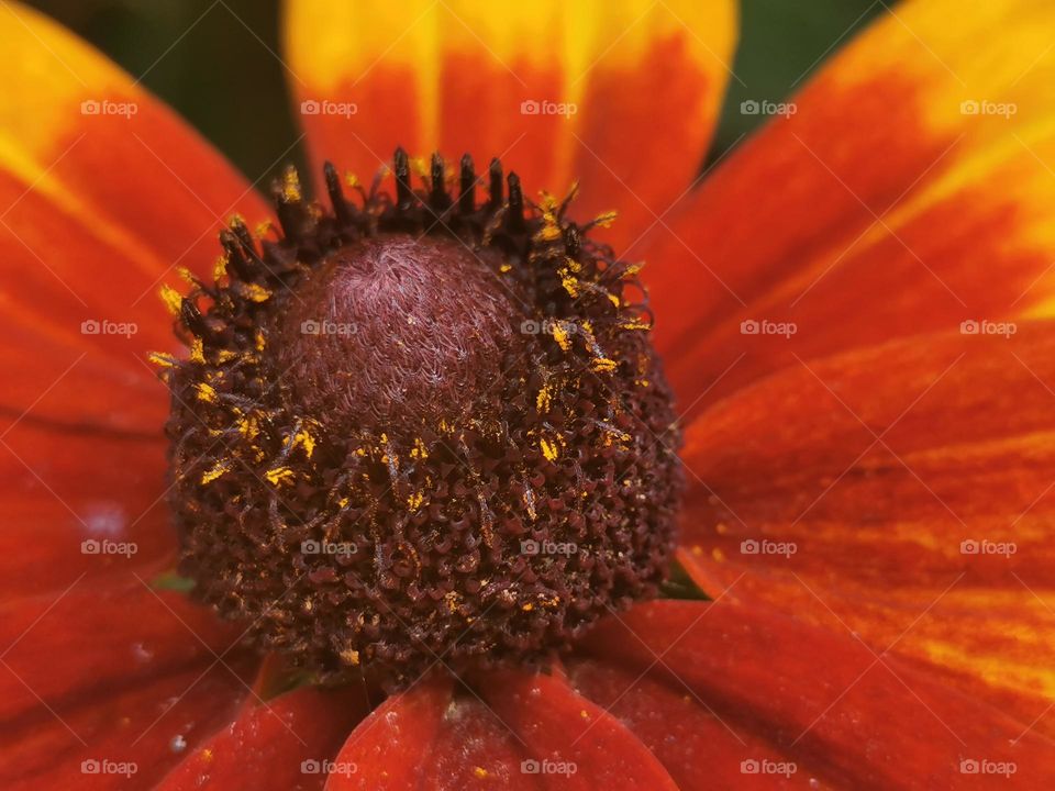 Rudbeckia
