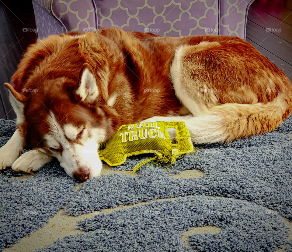 husky tired after play