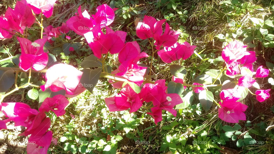 GALHO BUGANVÍLIAS VERMELHAS