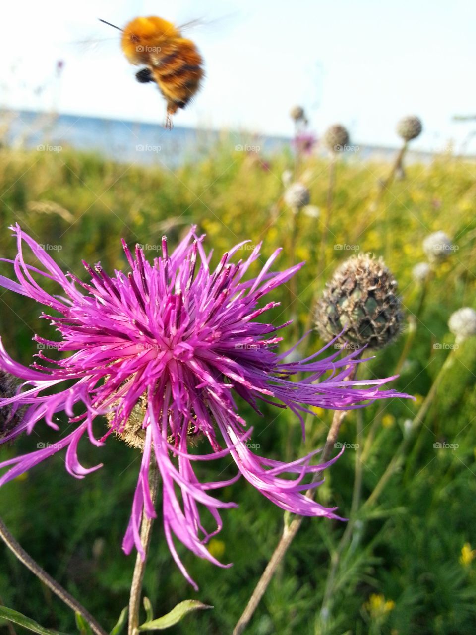 flower and a bumblebee