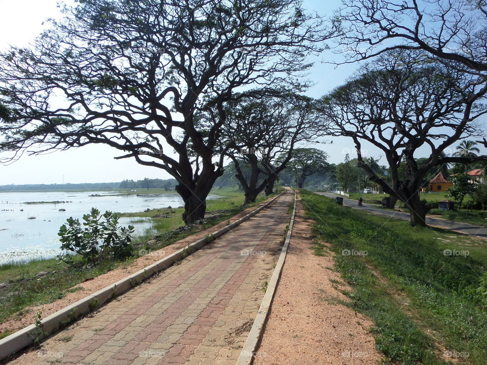 Tank, trees and Nature