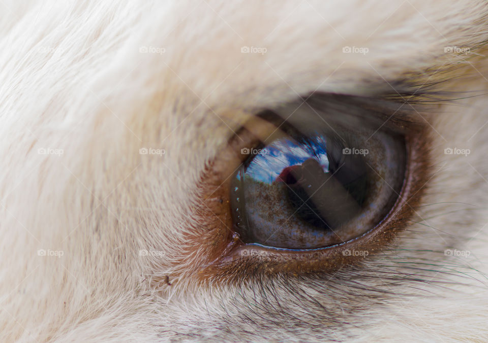 rabbit eye with photographer reflection