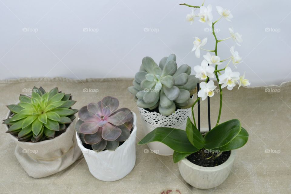 House plants in pots