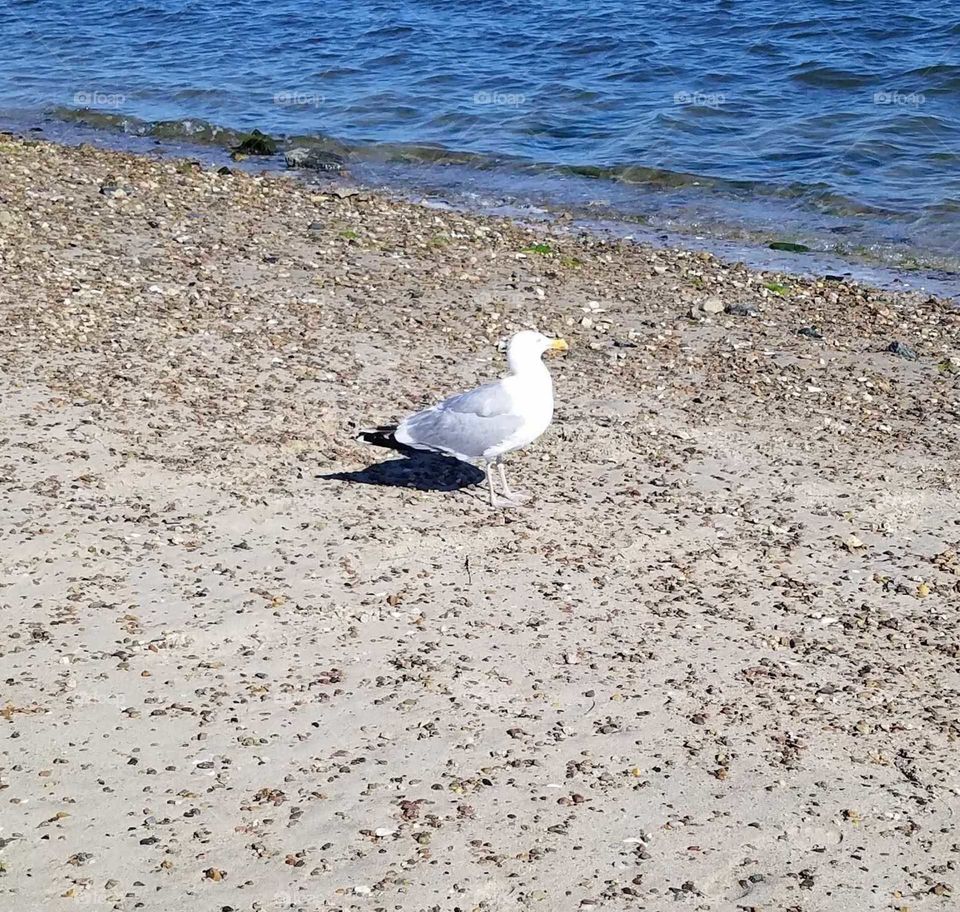 Seagull - Cape Cod