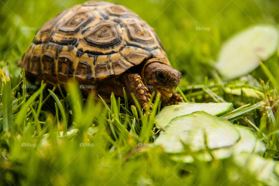 Moment frozen in time. This baby leopard tortoise is busy eating on cucumber and just visible is his tongue 